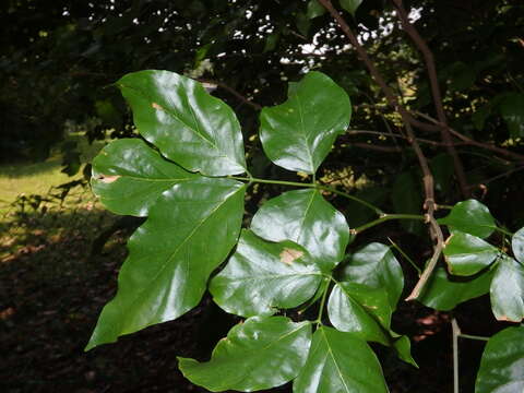 Image of Wrinkle Pod Mangrove