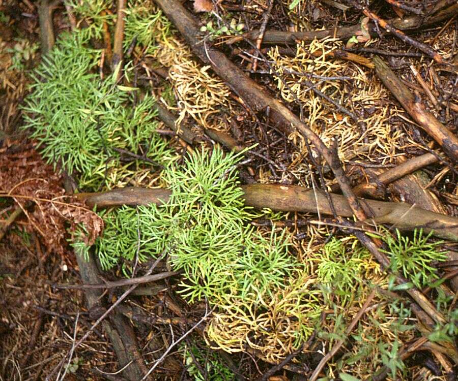 Image of complanate clubmoss