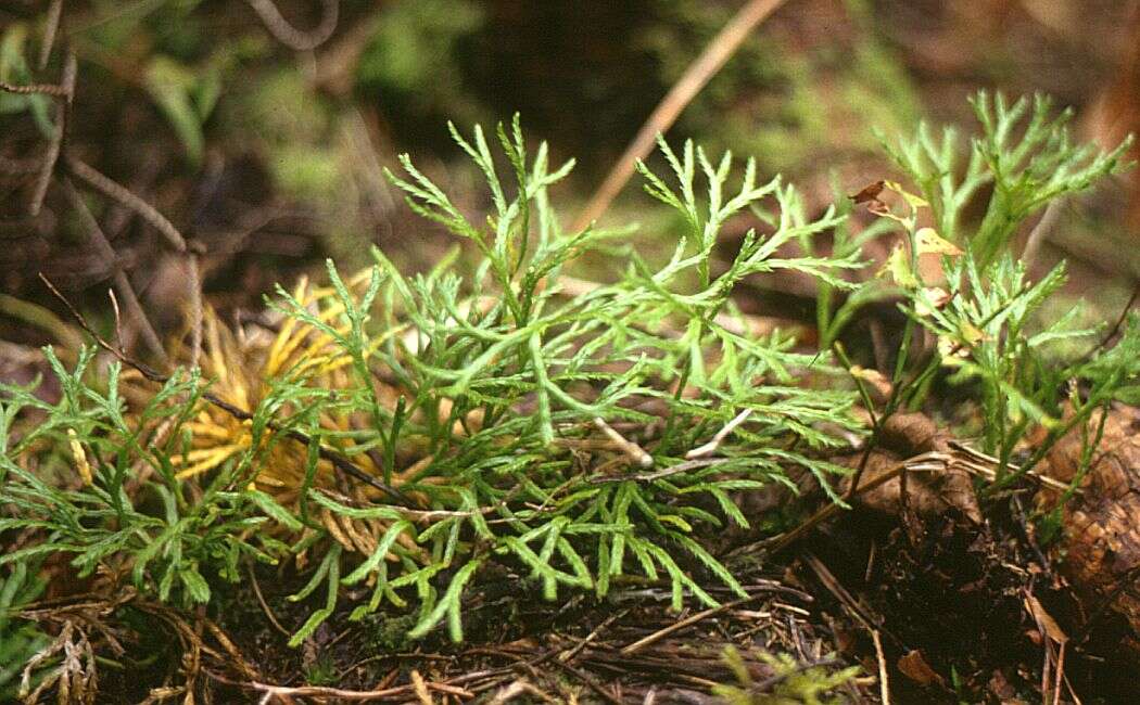 Image of complanate clubmoss