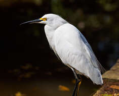 Image of Snowy Egret