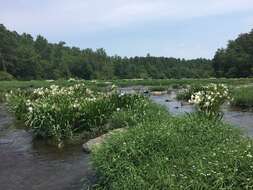 Image of Shoals Spider-Lily