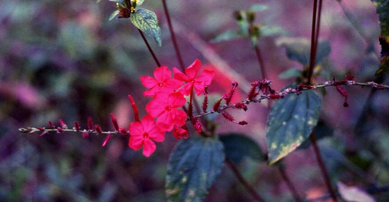 Imagem de Plumbago indica L.