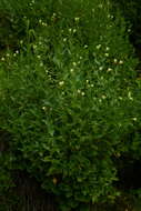 Epilobium luteum Pursh resmi