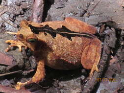 Image of Rhinella alata (Thominot 1884)