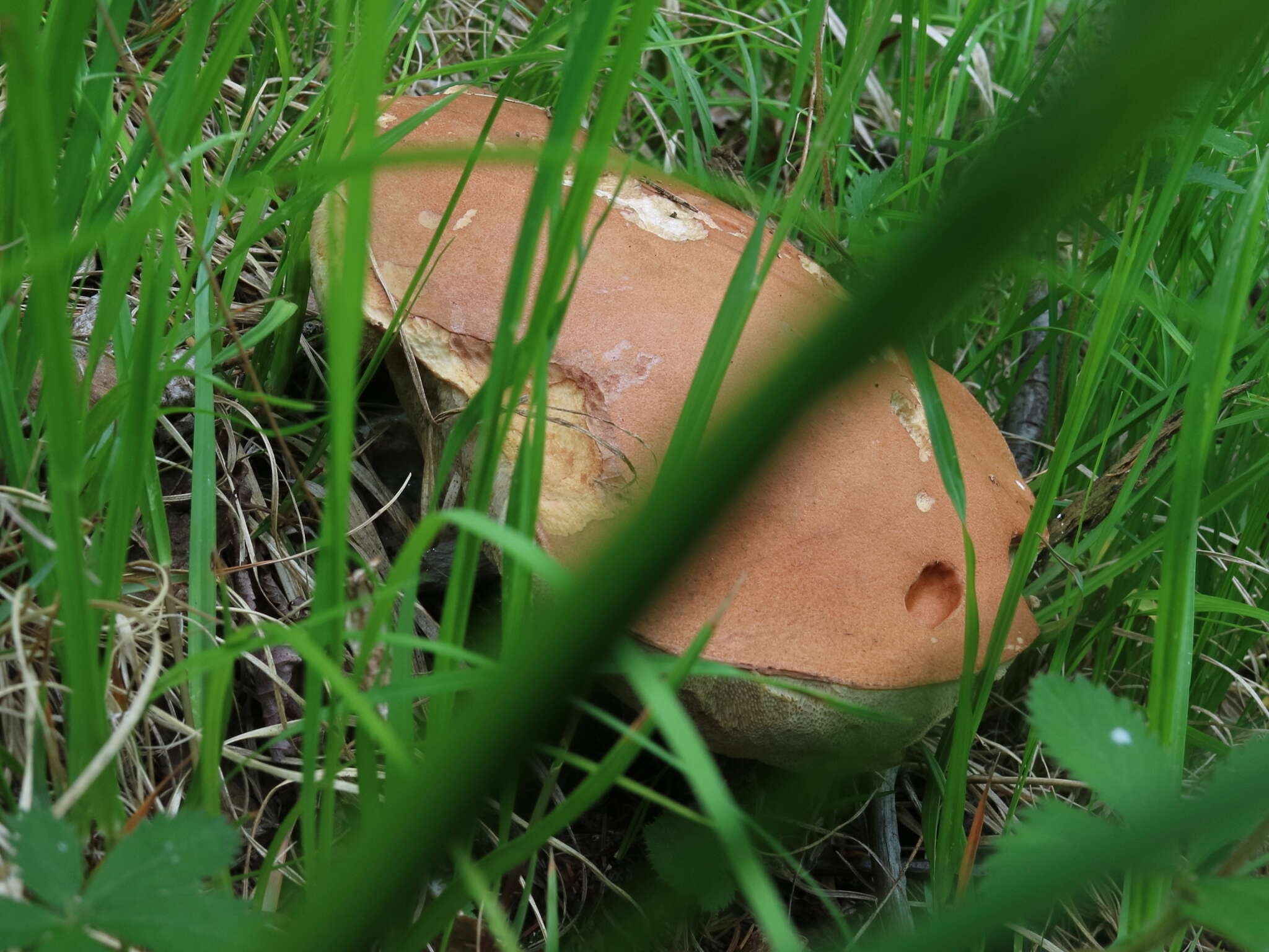 Image of Leccinum piceinum Pilát & Dermek 1974