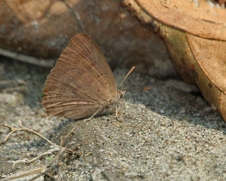 Image of Arhopala paramuta (De Nicéville 1884)