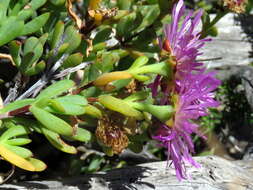 Imagem de Lampranthus falciformis var. falciformis