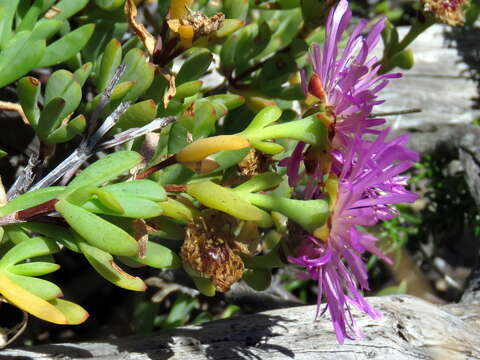 Imagem de Lampranthus falciformis var. falciformis