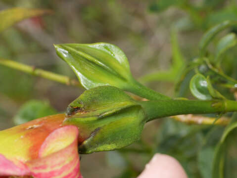 Image of Symbolanthus calygonus (Ruiz & Pav.) Griseb.