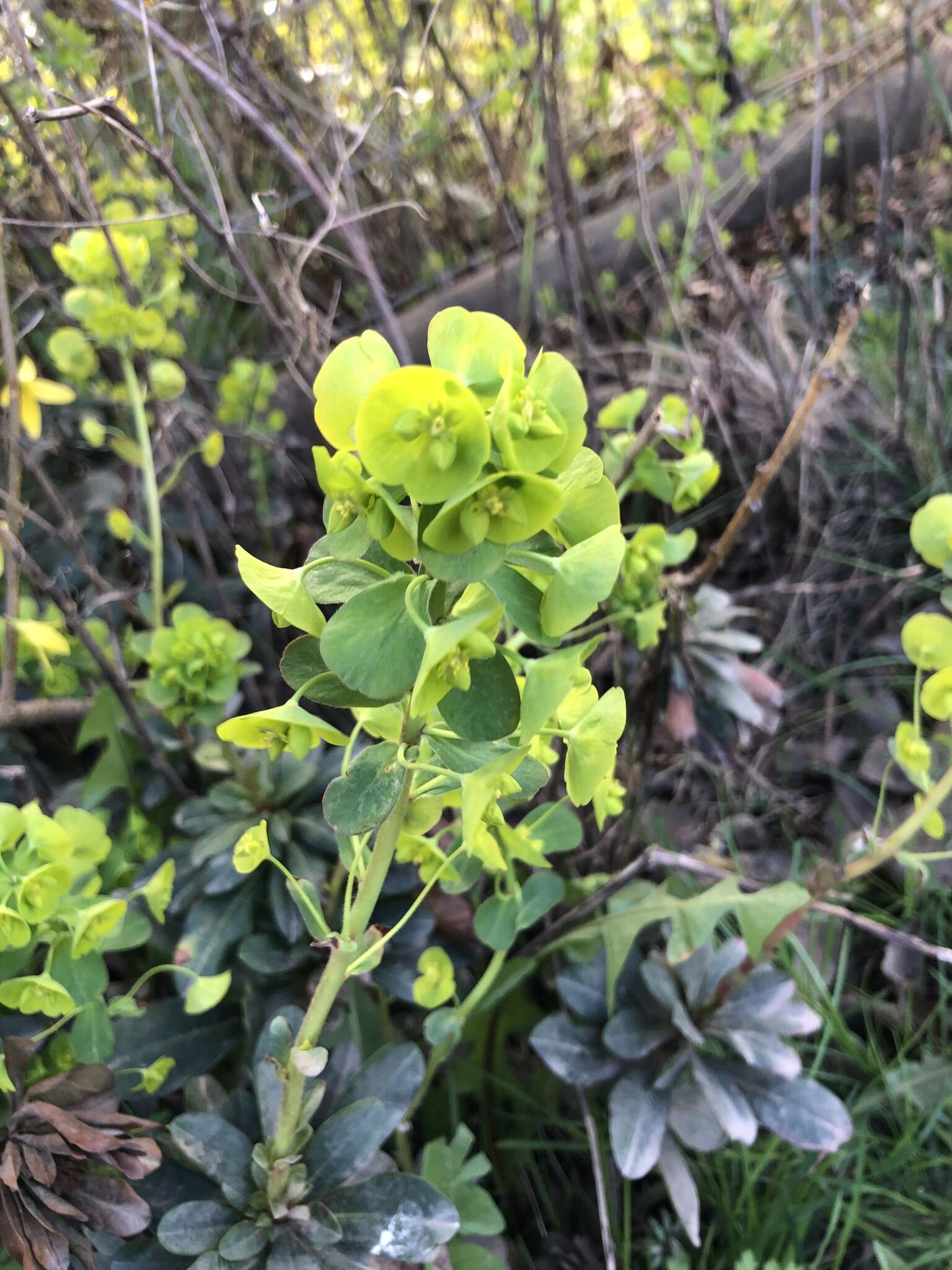 Sivun Euphorbia amygdaloides subsp. robbiae (Turrill) Stace kuva