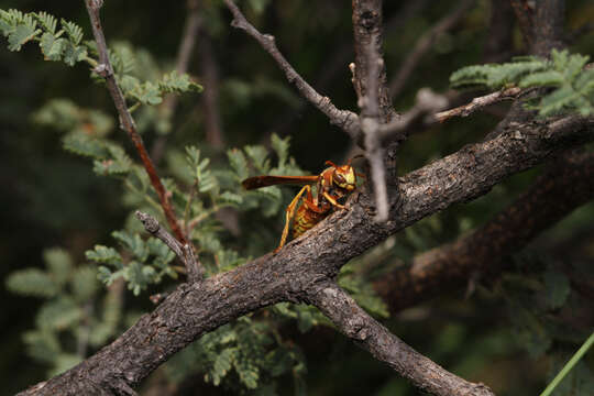 Image of Wasp