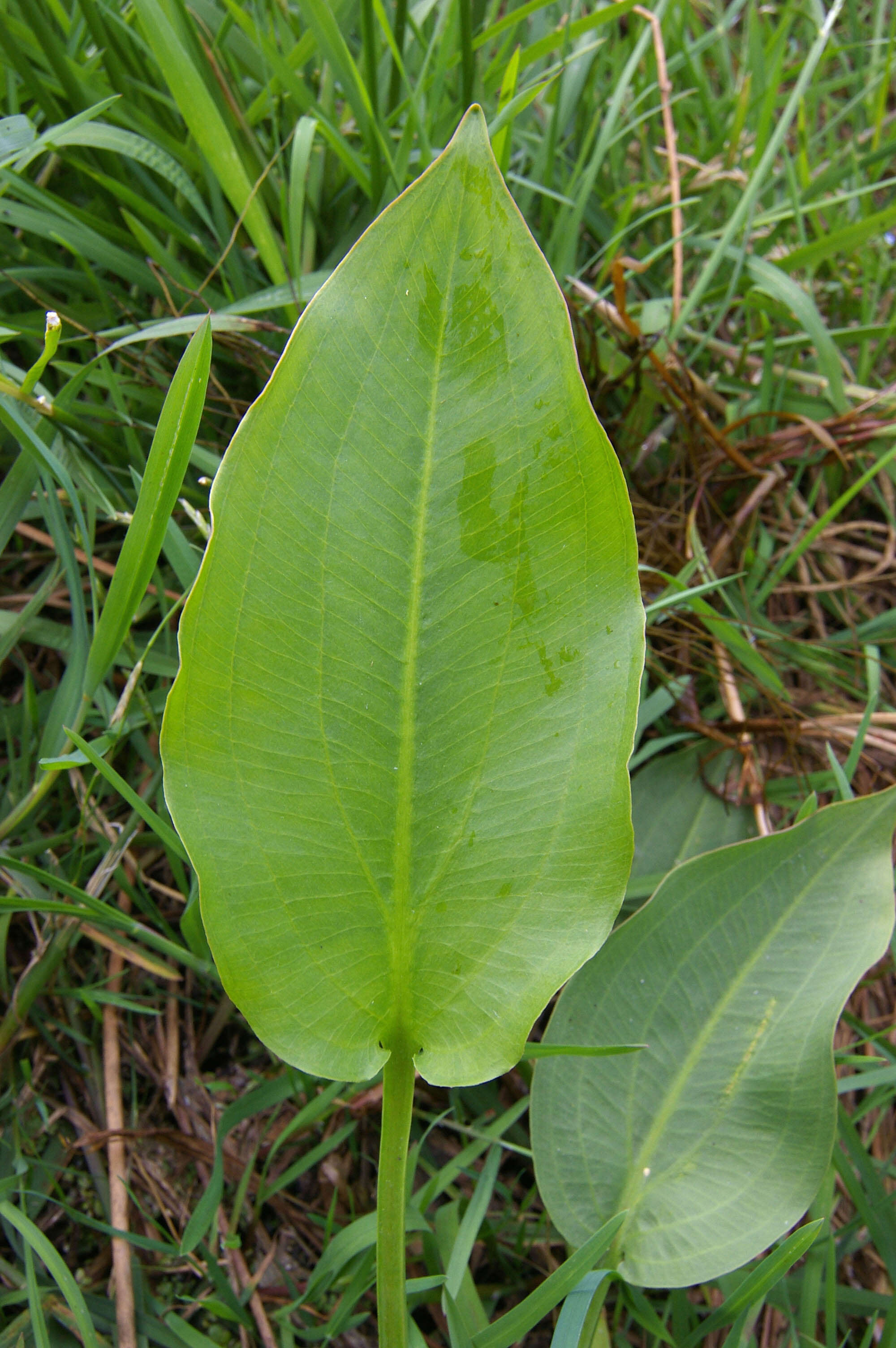 Image of Common Water-plantain