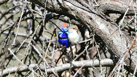 Image of Splendid Fairywren