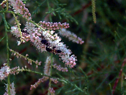 Imagem de Tamarix gallica L.