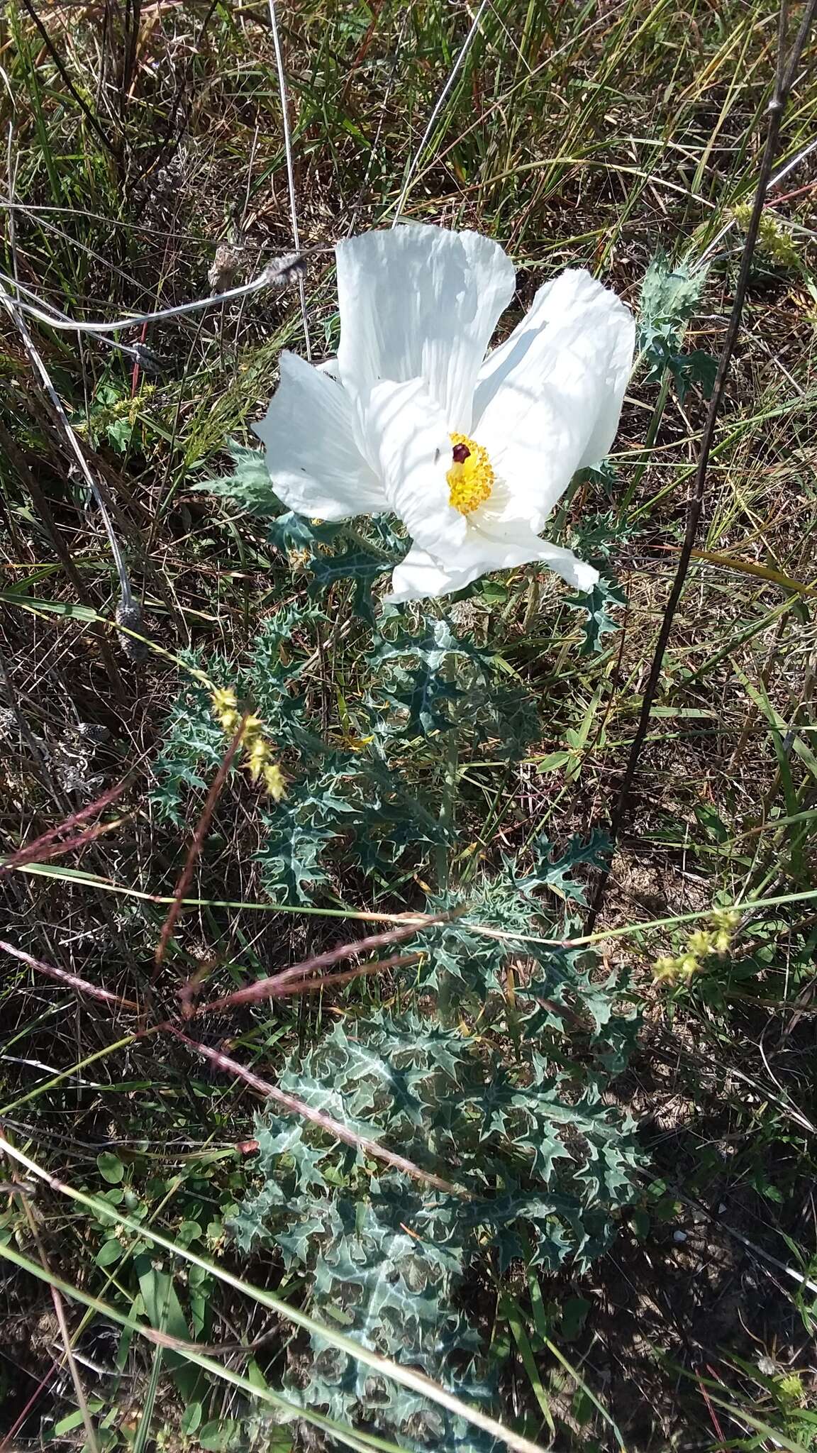 Image of Texas pricklypoppy