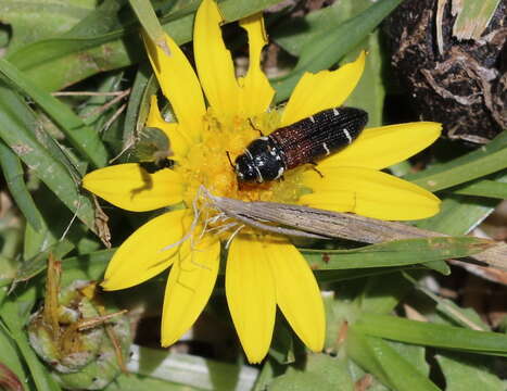 Image of Acmaeodera trifasciata (Thunberg 1789)