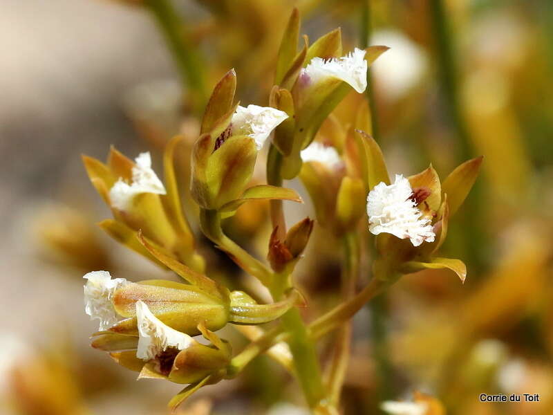 Acrolophia lamellata (Lindl.) Pfitzer的圖片