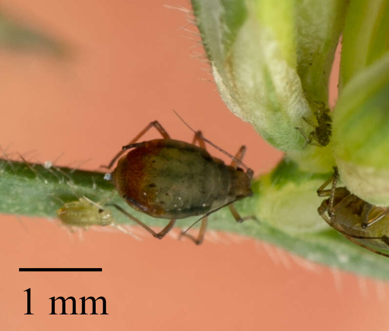 Image of Oat-birdcherry aphid