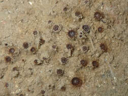 Image of Chocolate tiny anemome
