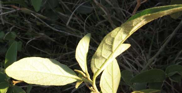 Image de Solanum campylacanthum subsp. campylacanthum