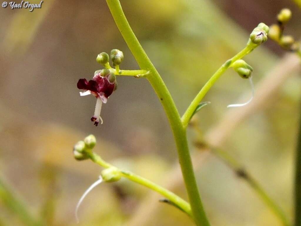 Image of Scrophularia hypericifolia Wydl.