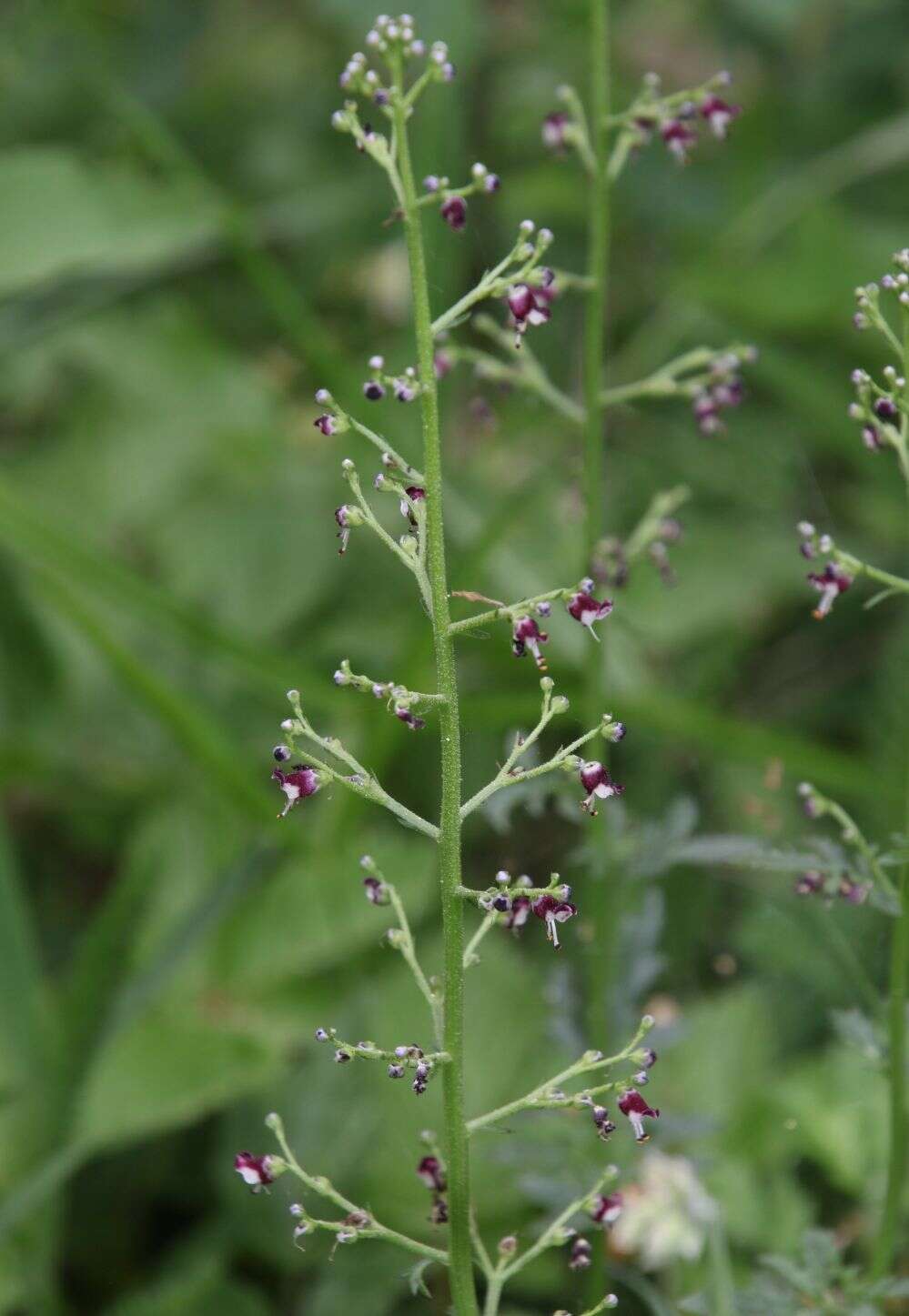 Scrophularia canina L. resmi