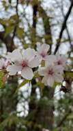 Imagem de Prunus yedoensis Matsum.