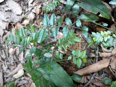 Image of Ventilago elegans Hemsl.