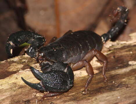 Opisthacanthus asper (Peters 1861) resmi