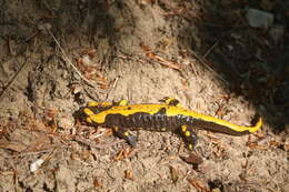 Image de Salamandra salamandra terrestris Lacépède 1788