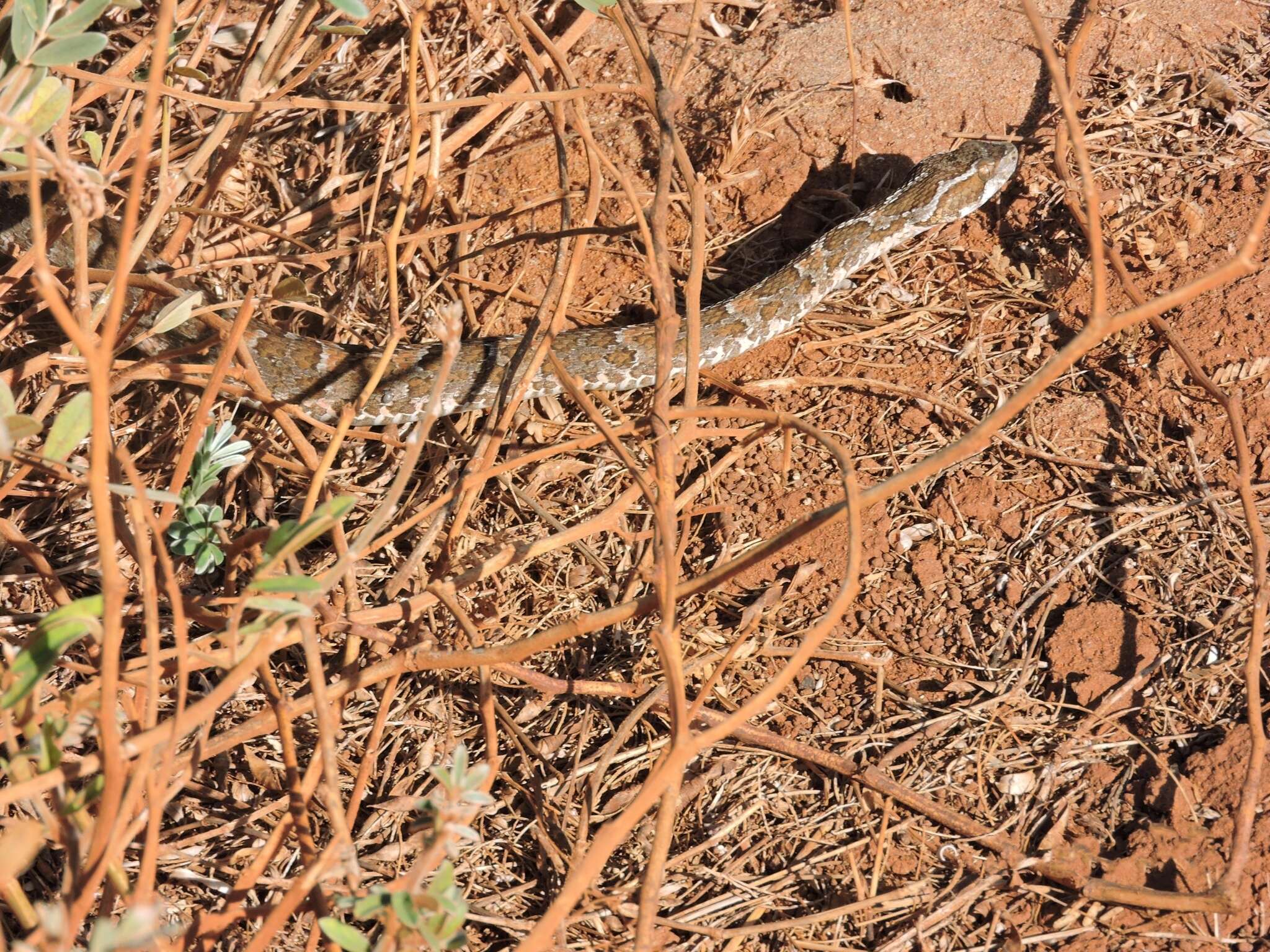 Слика од Bothrops erythromelas Amaral 1923