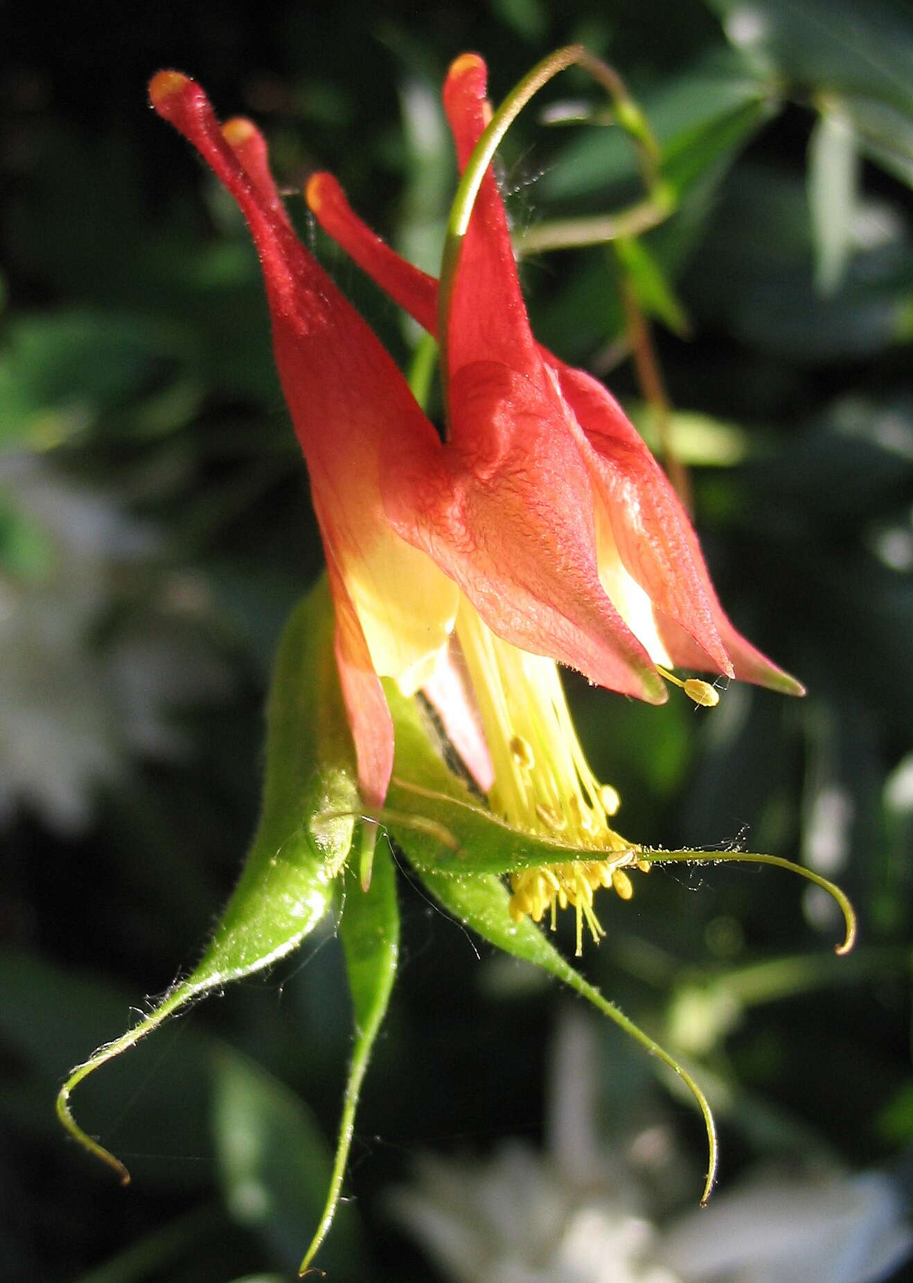 Image of red columbine