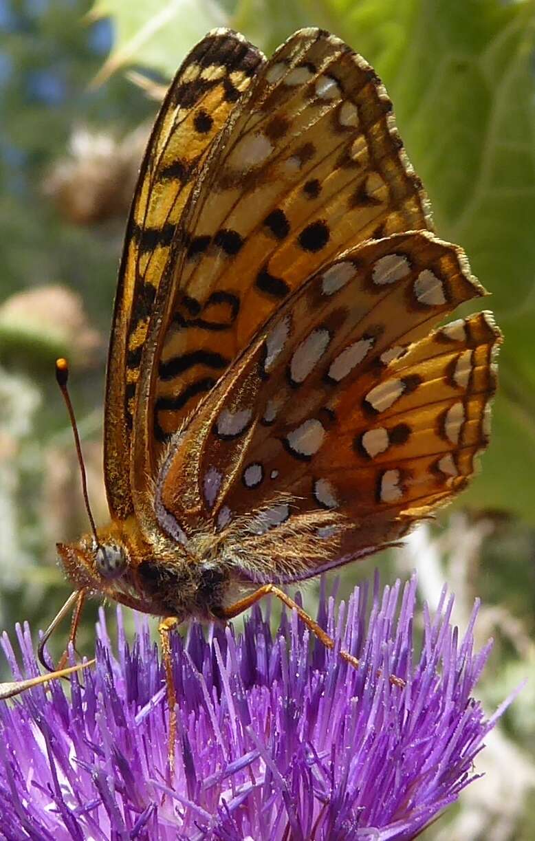 Image de Speyeria hesperis ratonensis Scott 1981