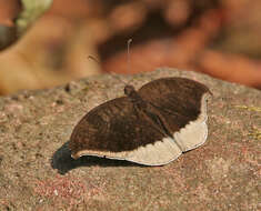 Image of Tanaecia lepidea Butler 1868