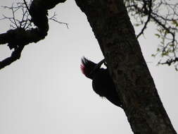 Image of Cream-backed Woodpecker