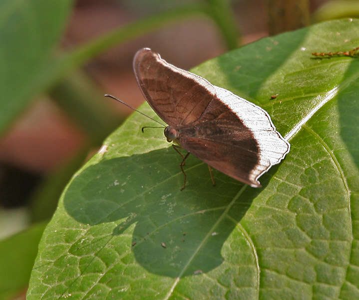 Image of Tanaecia lepidea Butler 1868