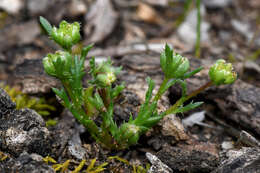 Image of Brachyscome perpusilla (Steetz) J. Black