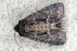 Image of straw underwing