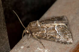 Image of straw underwing