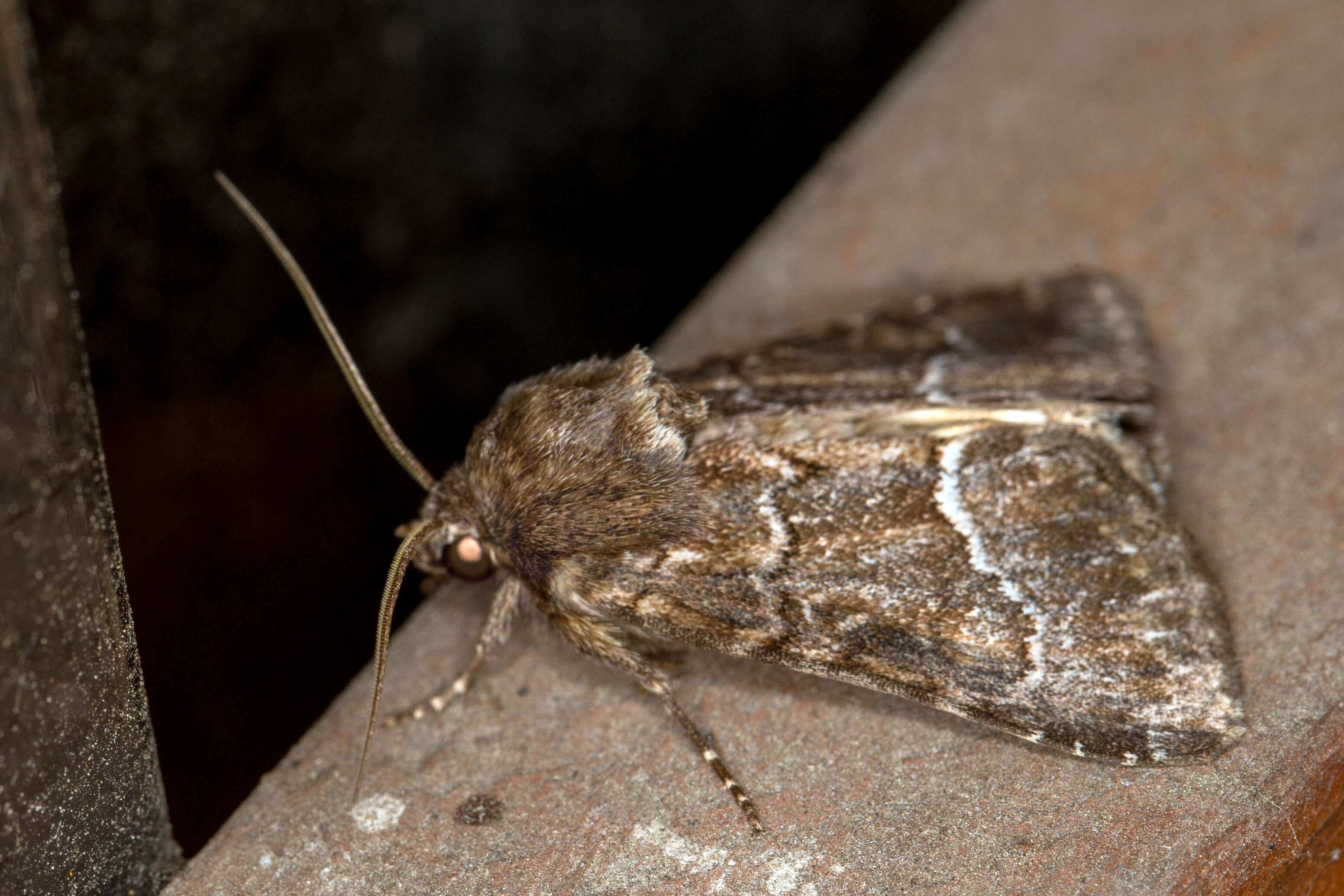 Image of straw underwing