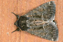 Image of straw underwing