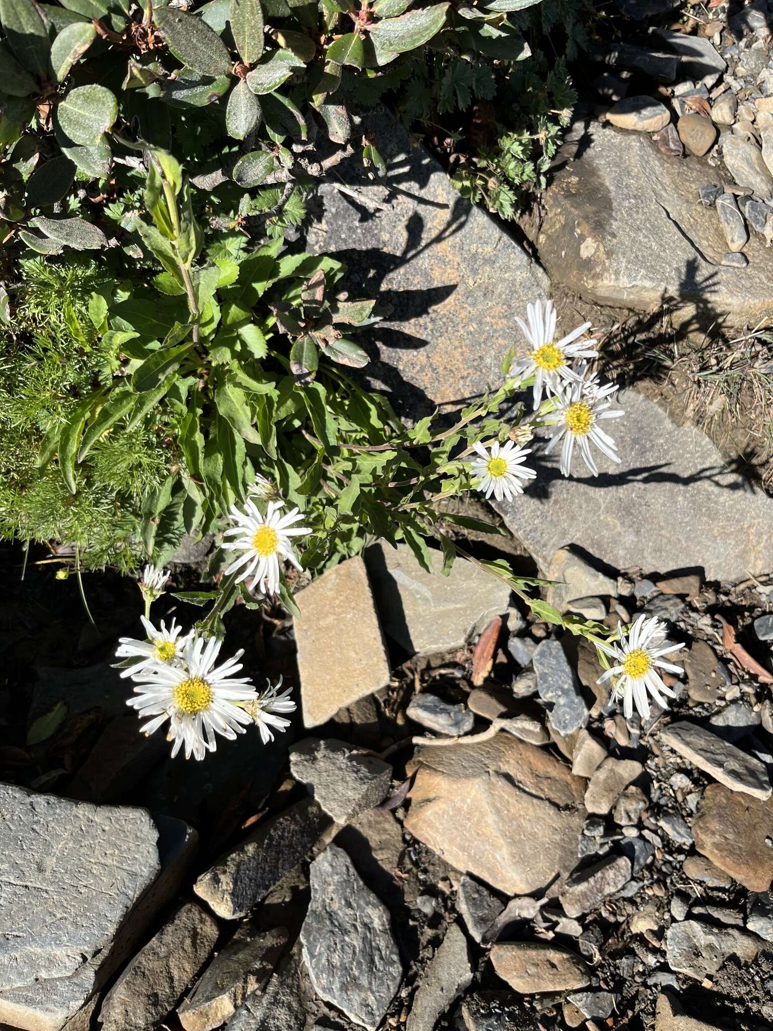 Image of Aster takasagomontanus Sasaki