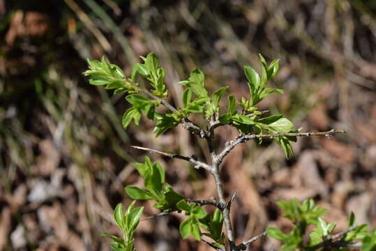 Sivun Rhamnus saxatilis Jacq. kuva