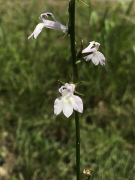 صورة Lobelia floridana Chapm.