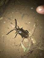 Image of California Root Borer