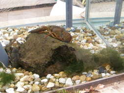 Image of Broad-clawed Crayfish