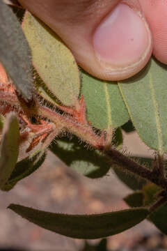 Image of Eastwood's manzanita