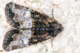 Image of Cloaked Minor