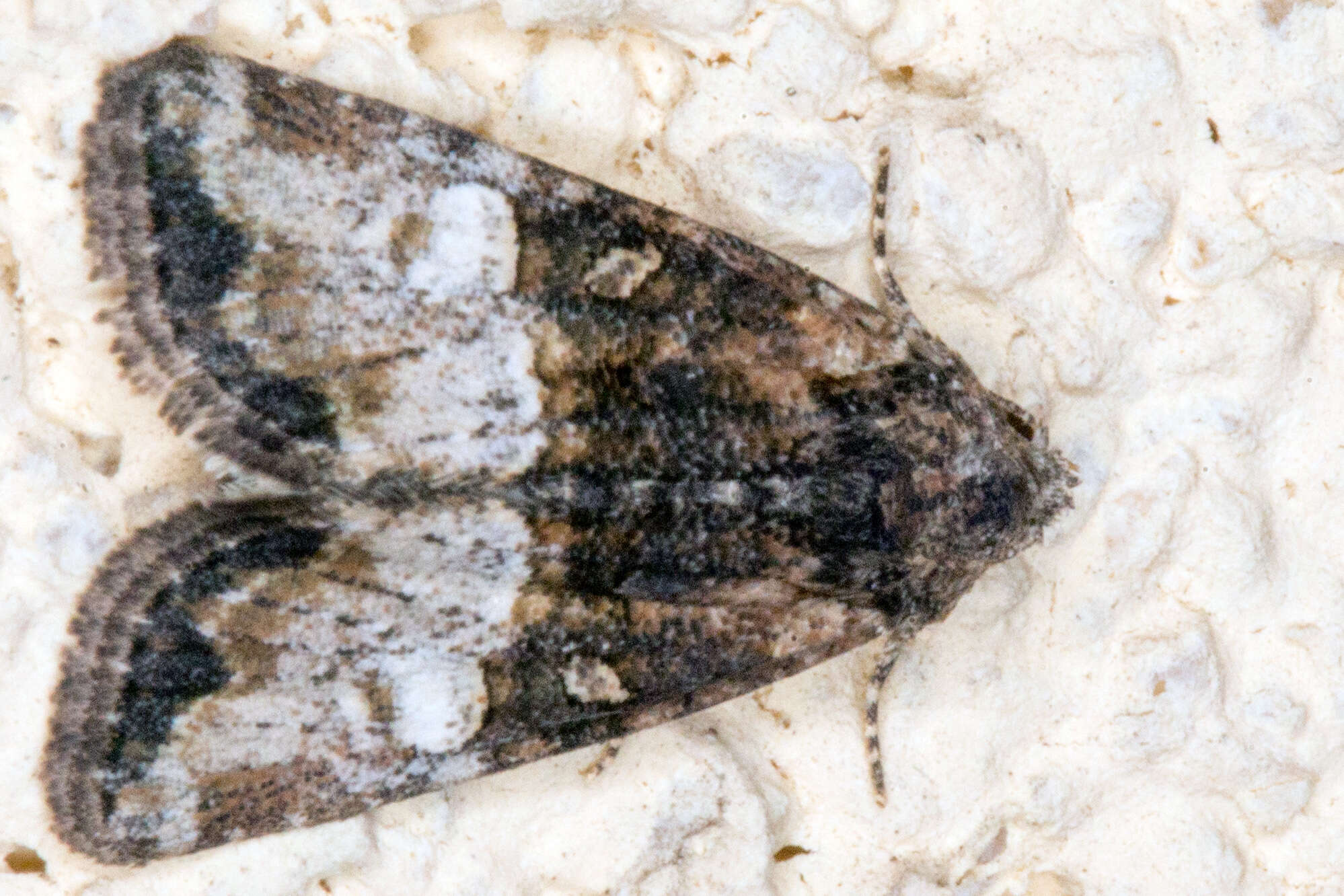 Image of Cloaked Minor