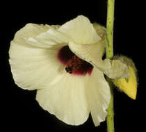 Imagem de Hibiscus diversifolius Jacq.